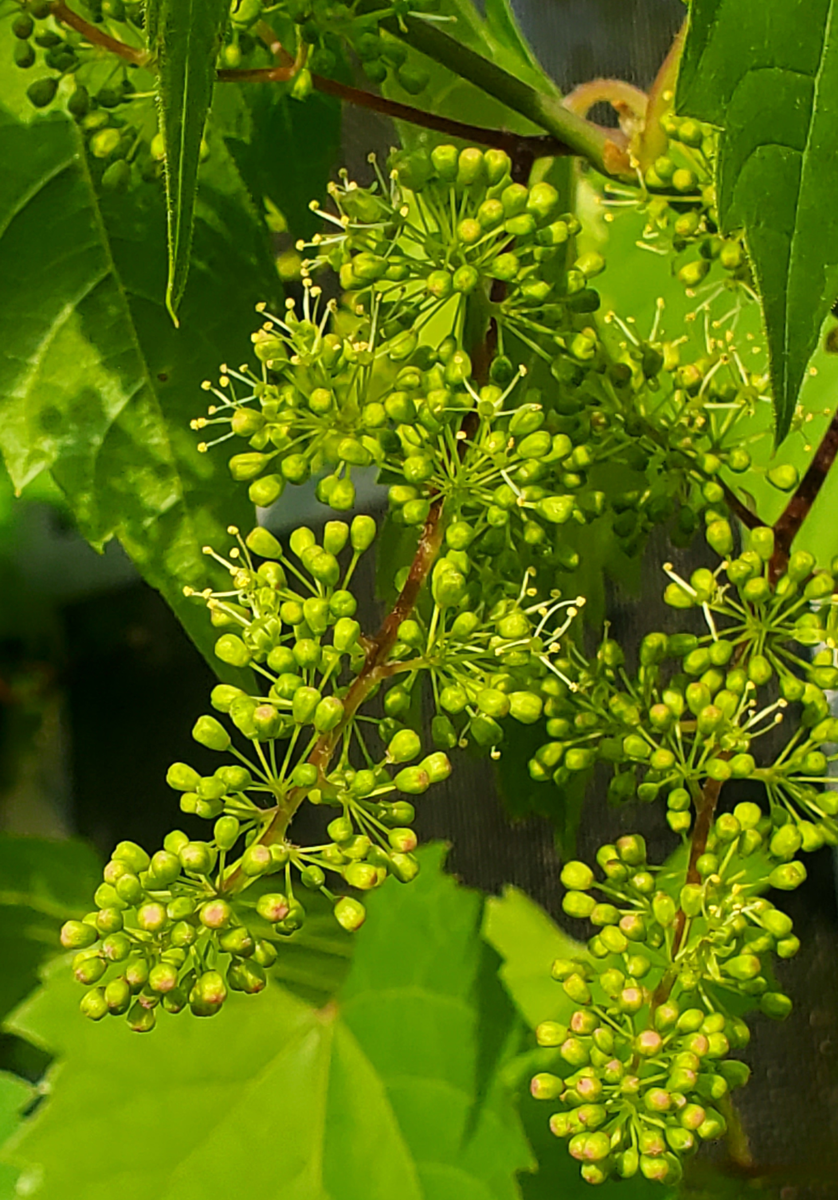 g-20220524_wild grape bloom